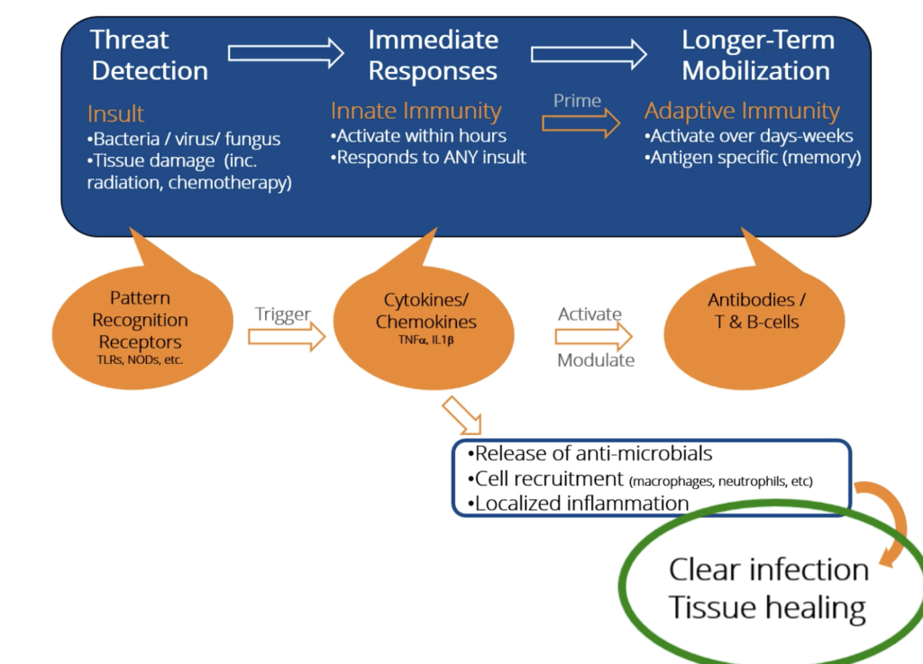 Innate immune system diagram